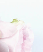 Layers Of Pink Peonies Wall Art