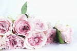 Layers Of Pink Peonies Wall Art