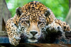 Lazy Leopard Wall Art