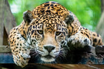 Lazy Leopard Wall Art