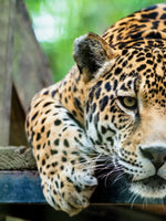 Lazy Leopard Wall Art