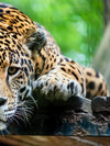 Lazy Leopard Wall Art