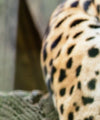 Lazy Leopard Wall Art