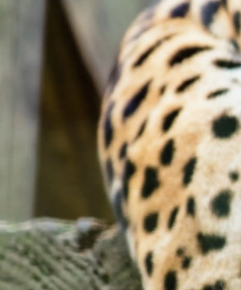 Lazy Leopard Wall Art