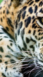 Lazy Leopard Wall Art
