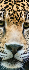 Lazy Leopard Wall Art