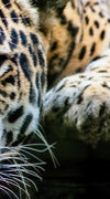 Lazy Leopard Wall Art