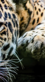 Lazy Leopard Wall Art