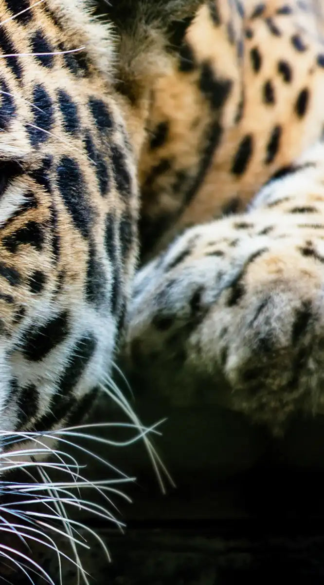 Lazy Leopard Wall Art