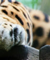 Lazy Leopard Wall Art