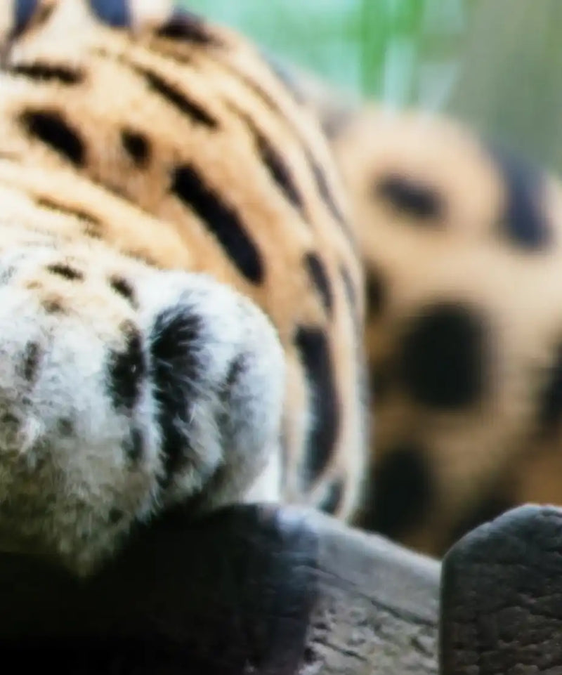 Lazy Leopard Wall Art