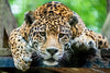Lazy Leopard Wall Art