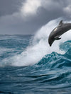 Leaping Dolphins Wall Art