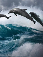 Leaping Dolphins Wall Art