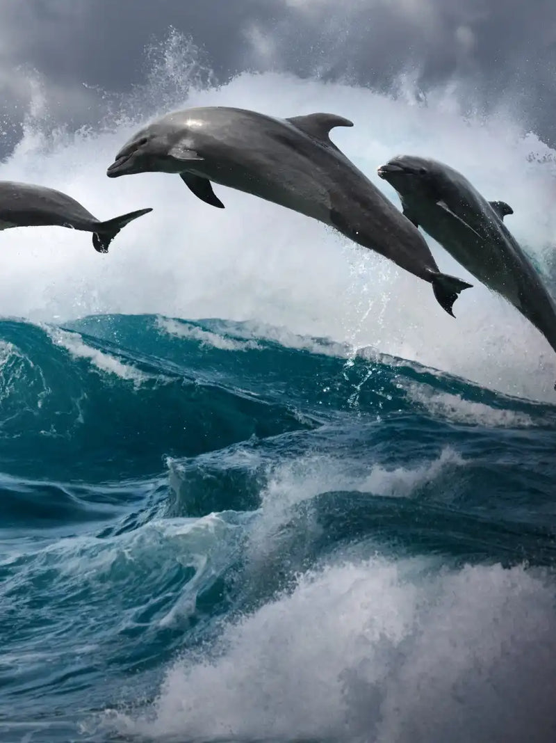 Leaping Dolphins Wall Art