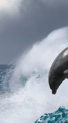 Leaping Dolphins Wall Art