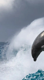 Leaping Dolphins Wall Art