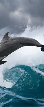 Leaping Dolphins Wall Art