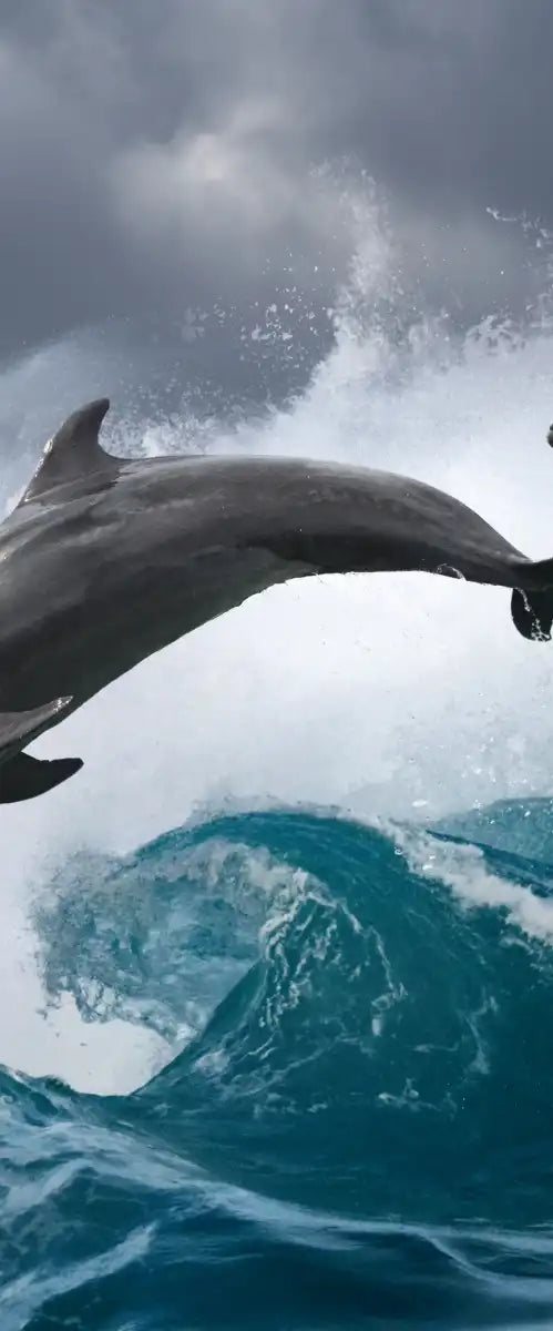 Leaping Dolphins Wall Art