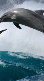 Leaping Dolphins Wall Art