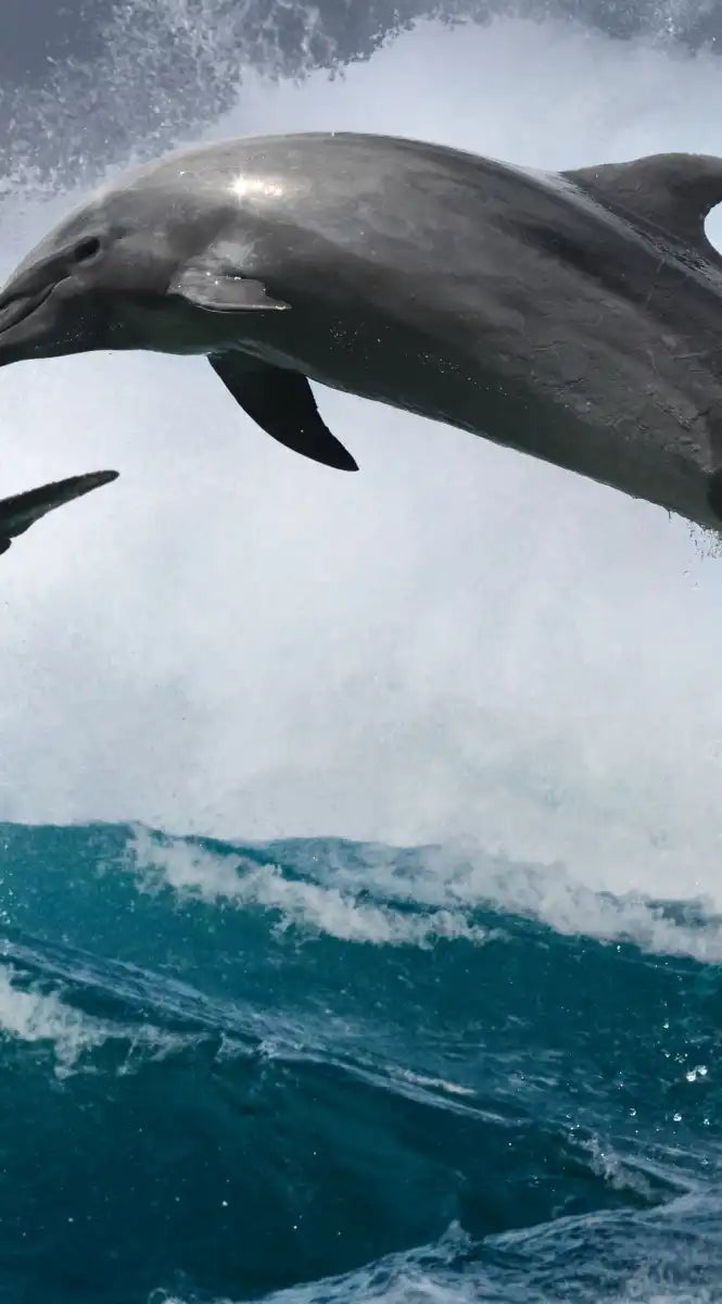 Leaping Dolphins Wall Art