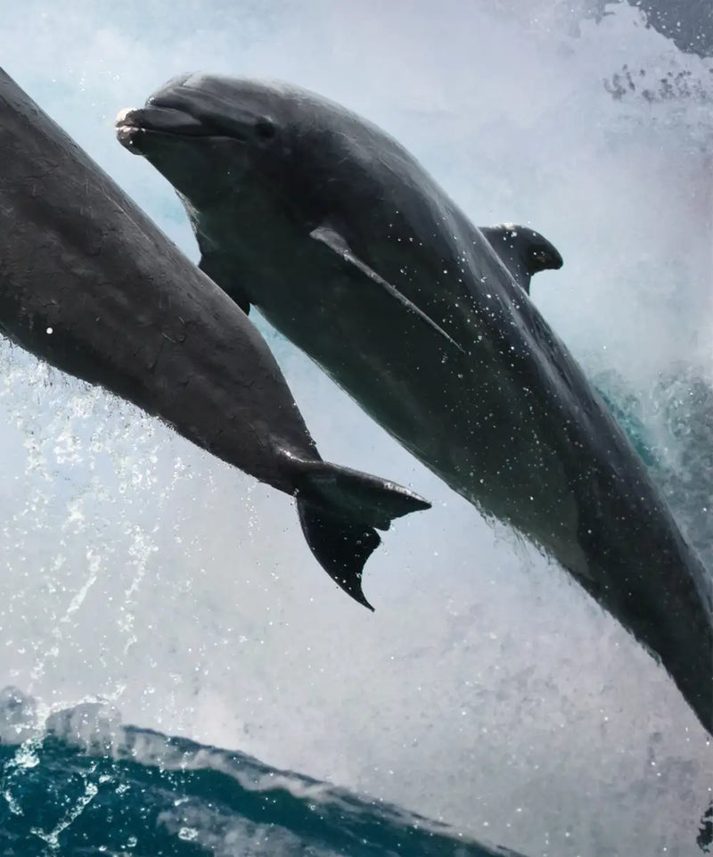 Leaping Dolphins Wall Art