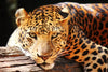 Leopard Gaze Wall Art