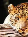 Leopard Gaze Wall Art