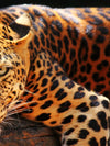 Leopard Gaze Wall Art