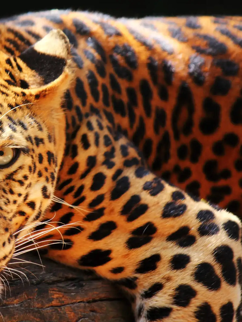 Leopard Gaze Wall Art