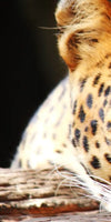 Leopard Gaze Wall Art