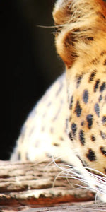 Leopard Gaze Wall Art