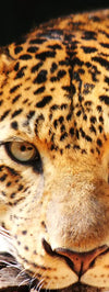 Leopard Gaze Wall Art