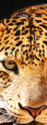 Leopard Gaze Wall Art