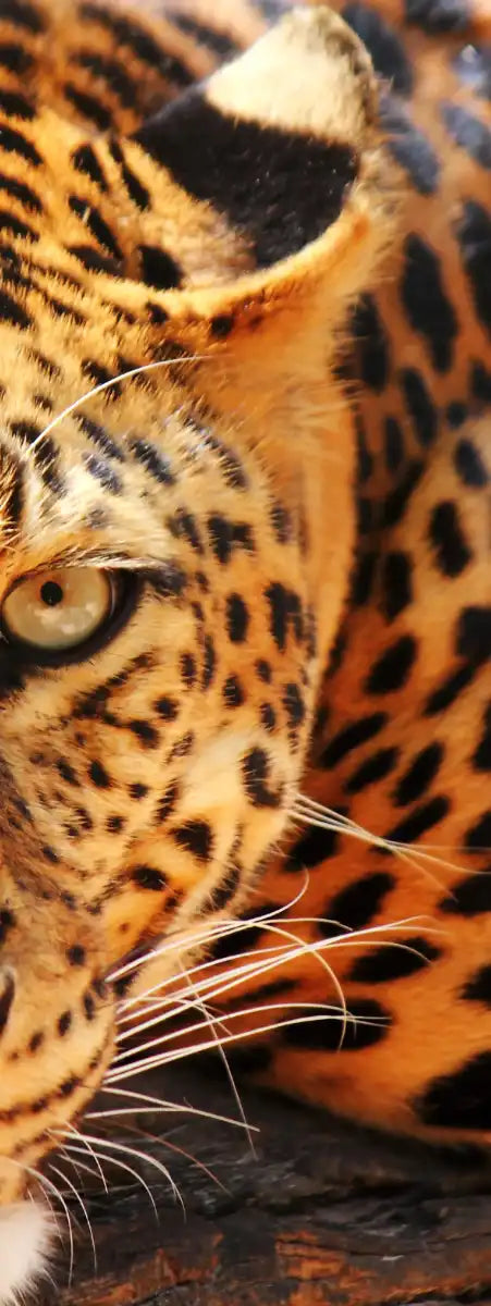 Leopard Gaze Wall Art