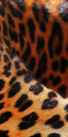 Leopard Gaze Wall Art