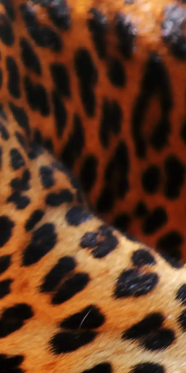 Leopard Gaze Wall Art