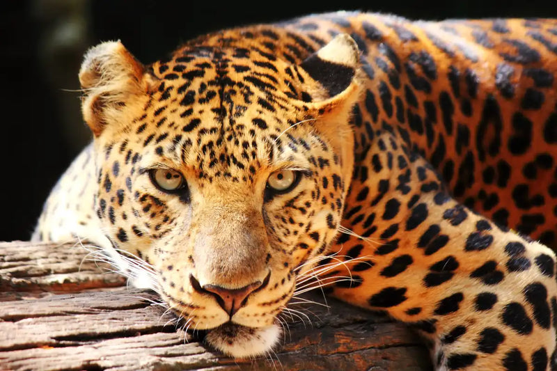 Leopard Gaze Wall Art