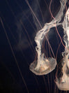 Light Of Jellyfish Wall Art
