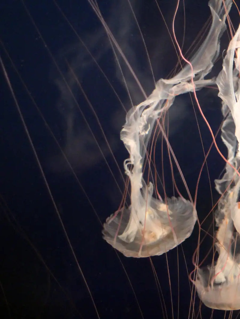 Light Of Jellyfish Wall Art