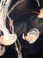 Light Of Jellyfish Wall Art