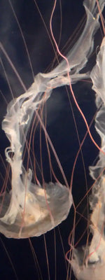 Light Of Jellyfish Wall Art