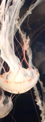 Light Of Jellyfish Wall Art