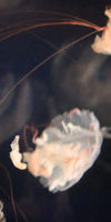 Light Of Jellyfish Wall Art