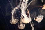 Light Of Jellyfish Wall Art