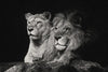 Lion And Lioness Mates Wall Art