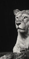 Lion And Lioness Mates Wall Art