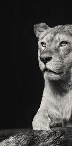 Lion And Lioness Mates Wall Art