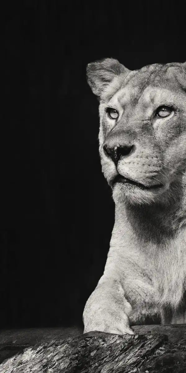 Lion And Lioness Mates Wall Art