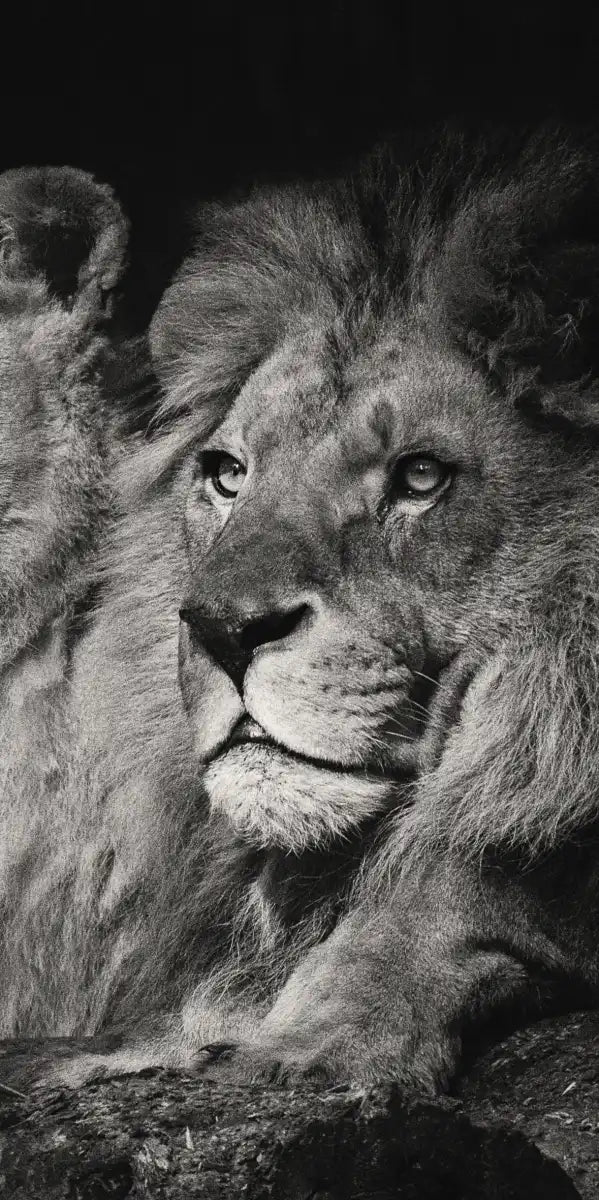 Lion And Lioness Mates Wall Art